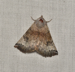 Mataeomera mesotaenia