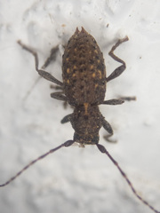 Plectrura spinicauda