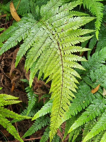 Microlepia setosa