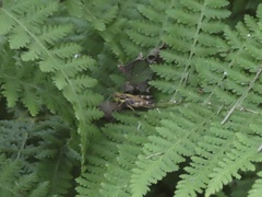 Booneacris glacialis