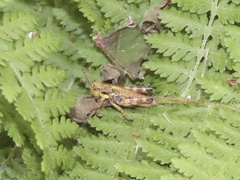 Booneacris glacialis