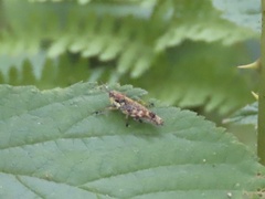 Booneacris glacialis