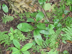 Clintonia