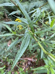 Senecio linearifolius linearifolius