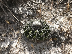 Discocactus placentiformis