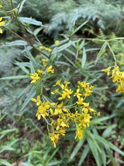 Senecio linearifolius linearifolius