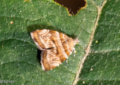 Choreutis orthogona