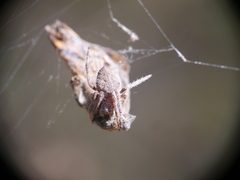 Socca pustulosa