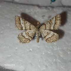 Isturgia murinaria