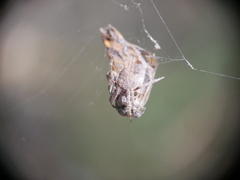 Socca pustulosa