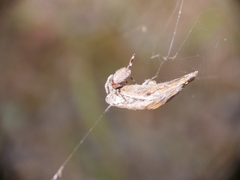 Socca pustulosa