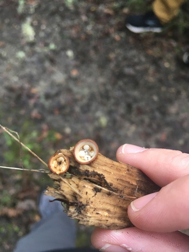 iNaturalist observation photo of common bird's nest fungus
