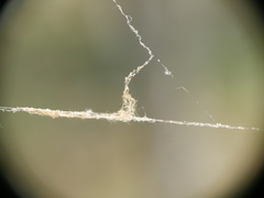 Socca pustulosa