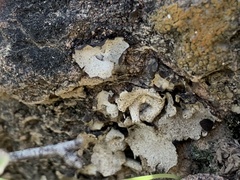 Dermatocarpon miniatum