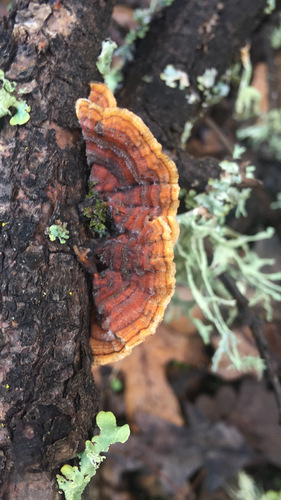 iNaturalist observation photo of hairy curtain crust
