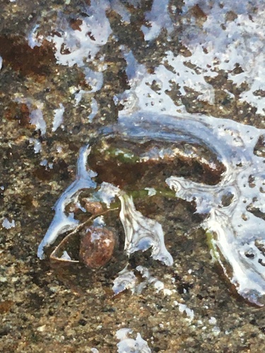 iNaturalist observation photo of Rhyacophila