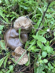 Melanoleuca