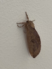 Elhamma australasiae