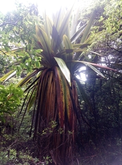 Cordyline indivisa