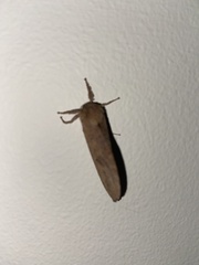 Elhamma australasiae