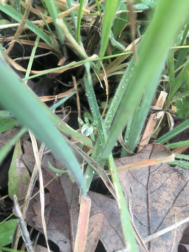 iNaturalist observation photo of lupines