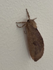 Elhamma australasiae