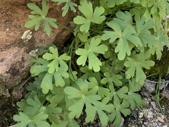 Delphinium parishii
