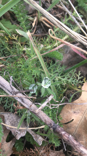 iNaturalist observation photo of lupines
