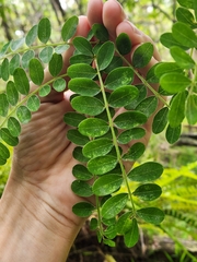 Sophora chrysophylla