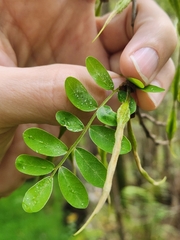 Sophora chrysophylla