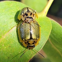 Paropsisterna agricola