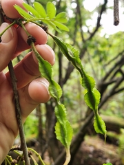 Sophora chrysophylla