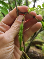 Sophora chrysophylla