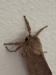 Elhamma australasiae