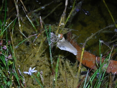 Orthetrum caledonicum