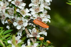 Castiarina rufipennis