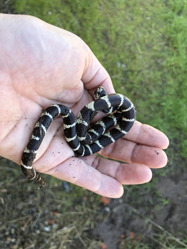 iNaturalist observation photo of California King Snake
