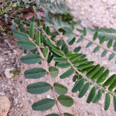Astragalus pomonensis