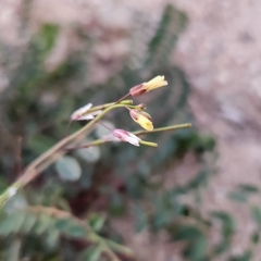 Astragalus pomonensis