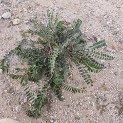 Astragalus pomonensis