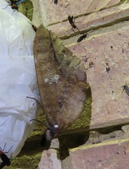 Phyllodes imperialis