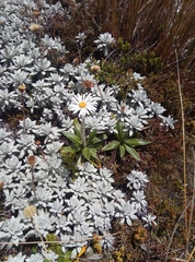 Celmisia spectabilis