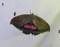 Phyllodes imperialis