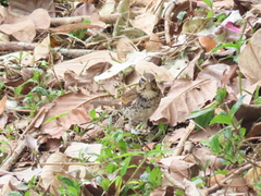 Turdus eunomus
