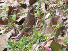 Turdus eunomus