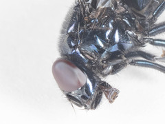 Neomyia