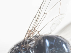 Neomyia