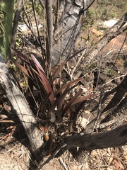 Encyclia