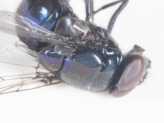 Neomyia