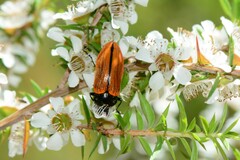 Castiarina rufipennis